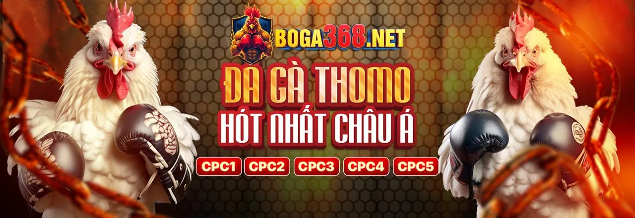 Đá Gà Trực Tiếp Hấp Dẫn tại kk5555 nhà cái